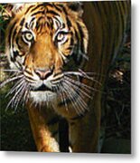 Sumatran Tiger Emerges Metal Print
