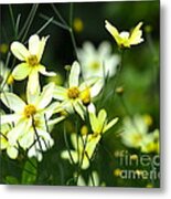 Summer Flowers Metal Print