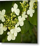 Summer Snowflakes Viburnum Metal Print