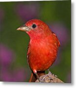 Summer Tanager Male Texas Metal Print