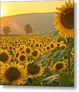 Sun And Sunflowers Metal Print