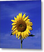Sun Flower, Blue Sky Metal Print