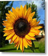 Sun Flower Metal Print