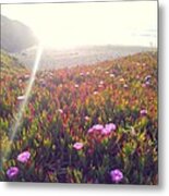 Sun Kissed Metal Print