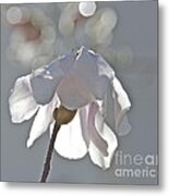 Sun Kissed Magnolia Metal Print