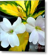 Sun Patiens Spreading White Variagated Metal Print