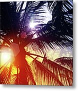 Sunbeam Through Palm Tree In Summer Metal Print