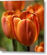 Sunburst Tulips Metal Print