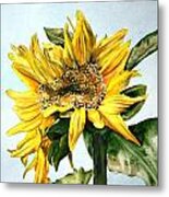 Sunflower 1 Metal Print