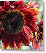 Sunflower 15 Metal Print