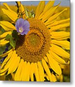 Sunflower And Friend Metal Print