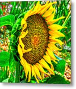 Sunflower Bloom Metal Print