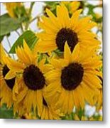 Sunflower Bouquet Metal Print