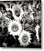 Sunflower Cinema In Black And White Metal Print