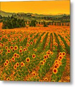 Sunflower Dream Metal Print
