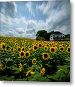 Sunflower Field Metal Print