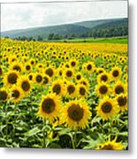 Sunflower Field Metal Print