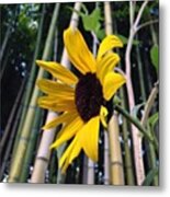 Sunflower In A Bamboo Forest Metal Print