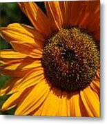 Sunflower Metal Print