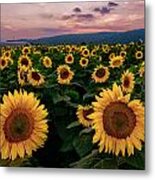 Sunflower Sunset Ii Metal Print