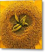 Sunflower Metal Print