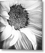 Sunflower White And Black Metal Print