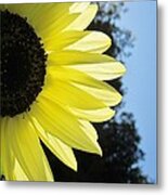 Sunflower Yellow Metal Print