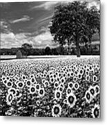 Sunflowers In Black And White Metal Print