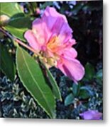 Sunlight On Pink Camellia. Iphone5 Metal Print