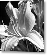 Sunlit Lily In Black And White Metal Print