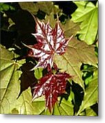 Sunlit New Maple Leaves Metal Print