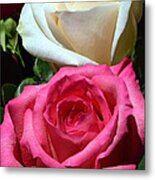 Sunlit Roses Metal Print