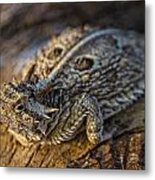 Sunning Texas Horned Metal Print