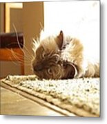 Sunny Jack Metal Print