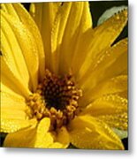 Sunny Sunflower Dew Metal Print