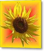 Sunny Sunflower On Warm Colors Metal Print