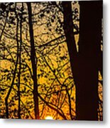 Sunrise Through Trees Metal Print