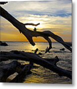 Driftwood At Sunset On Beach '69 Metal Print