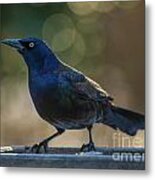 Sunset Grackle Metal Print