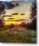 Sunset Over Field Of  Flowers Metal Print