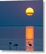 Sunset Over Walvis Bay - Flamingo Silhouette Photograph Metal Print