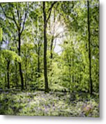 Sunshine Warming Idyllic Woodland Glade Green Forest Ferns Wildflowers Panorama Metal Print