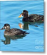 Surf Scoter Pair Metal Print