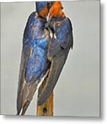 Swallow Metal Print