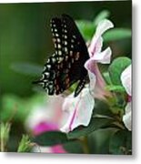 Swallowtail 2 Metal Print