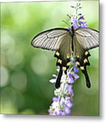 Swallowtail Butterfly Atrophaneura Metal Print