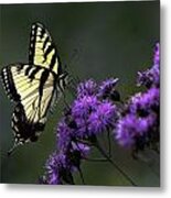 Swallowtail On Purple Metal Print