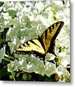 Swallowtail On White Hydrangea Metal Print