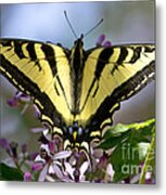 Swallowtail Metal Print