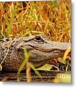 Swamp Gator Metal Print